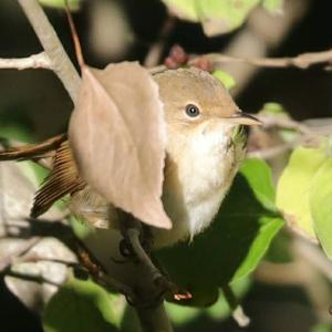 Eurasian Reed-warbler