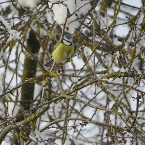 Blue Tit