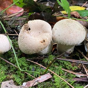 Gem-studded Puffball