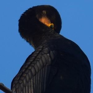 Great Cormorant