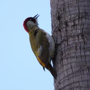 Eurasian Green Woodpecker