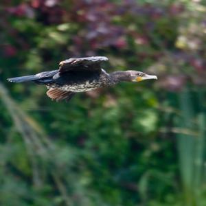 Great Cormorant