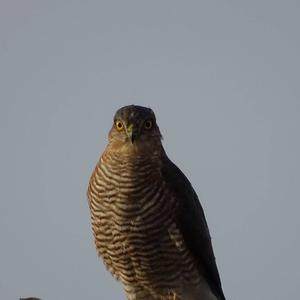 Eurasian Sparrowhawk