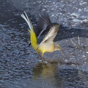 Grey Wagtail