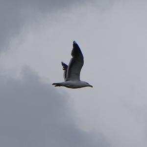 Great Black-backed Gull