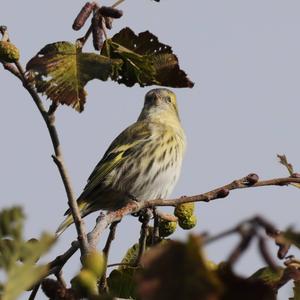 Eurasian Siskin