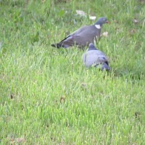 Common Wood-pigeon