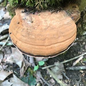 Artist`s Fungus