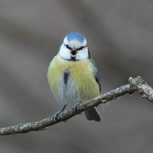 Blue Tit