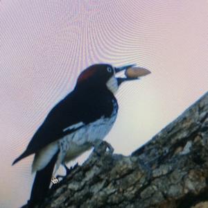 Acorn Woodpecker