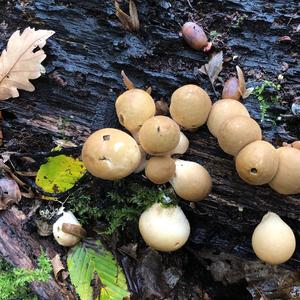 Stump Puffball