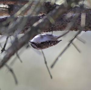 Eurasian Treecreeper