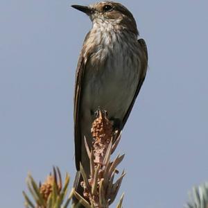 Spotted Flycatcher