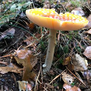 Fly Agaric