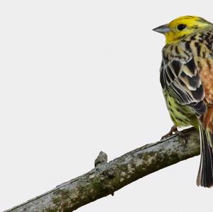 Yellowhammer