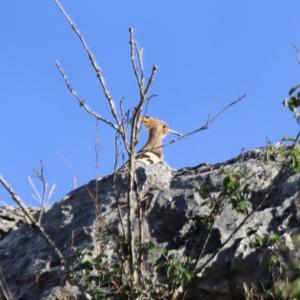 Eurasian Hoopoe