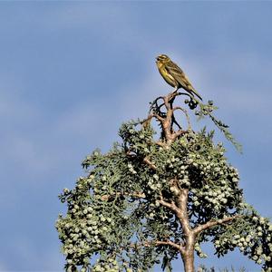 Eurasian Siskin