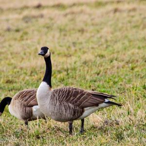 Canada Goose