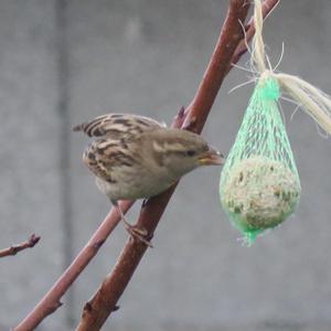 House Sparrow