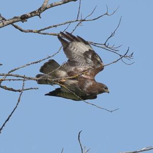 Mäusebussard