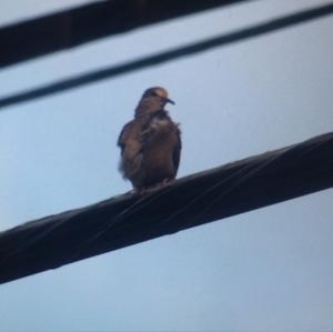 Mourning Dove