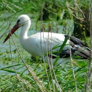 White Stork