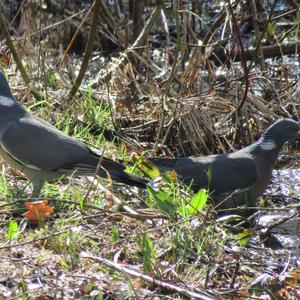 Common Wood-pigeon