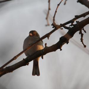 Eurasian Chaffinch