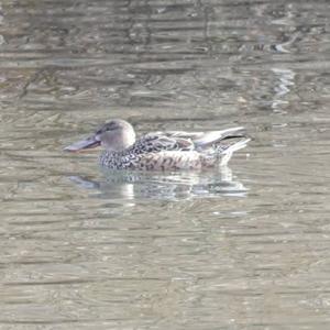 Northern Shoveler