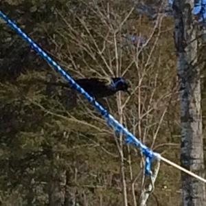 Red-winged Blackbird