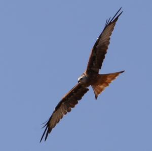 Red Kite