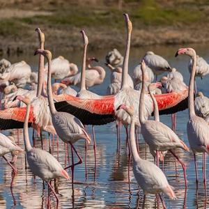 Greater Flamingo