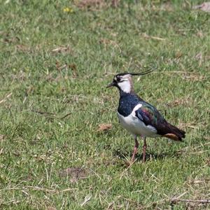 Northern Lapwing