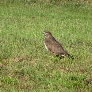 Common Buzzard