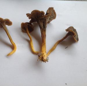 Trumpet Chanterelle