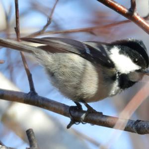 Coal Tit