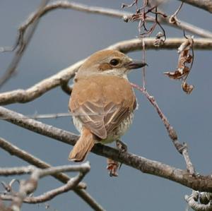 Red-backed Shrike