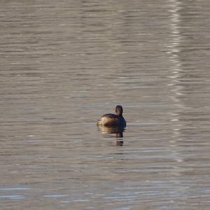 Little Grebe