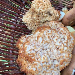 Eastern Cauliflower Mushroom