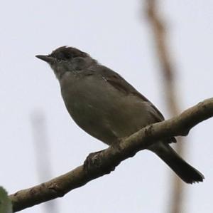 Blackcap