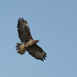 Common Buzzard