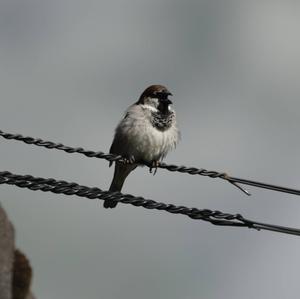 Eurasian Tree Sparrow