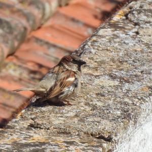 House Sparrow