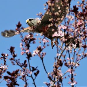 Common Kestrel