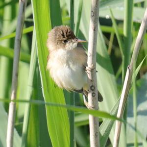 Eurasian Reed-warbler