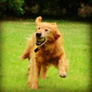 Retriever (Golden)