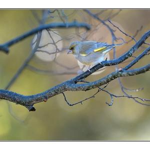 European Greenfinch