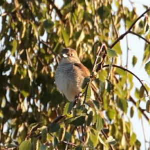 Red-backed Shrike