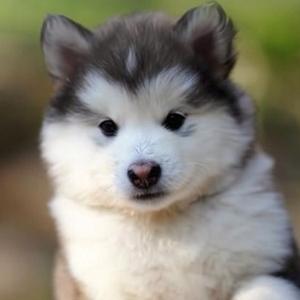 Alaskan Malamute