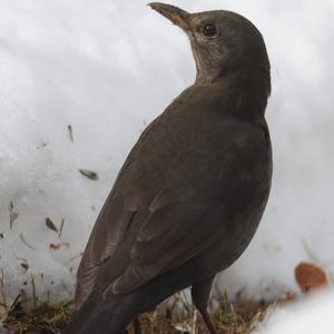 Eurasian Blackbird